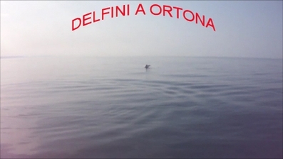 DELFINI A ORTONA