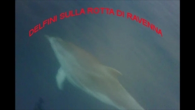 DELFINI SULLA ROTTA DI RAVENNA